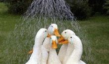 夜深人静心碎的句子