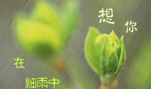 雨中很适合静静的想你的句子