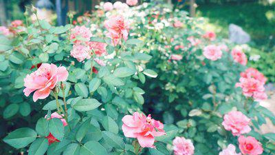 以下是小编为大家致以问候的短信