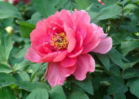 关于牡丹的优美句子 1