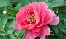 关于牡丹花的优美句子