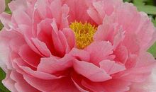 牡丹的优美句子