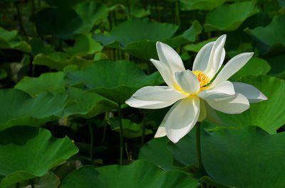 伴随着微风带给你这个季节的祝福