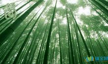 简短而深情的告白句子