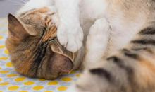 渴望开心的句子