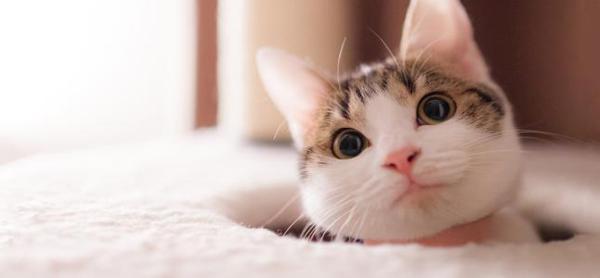 编辑器编辑了一些非常快乐的句子