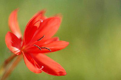 细雨是我想起你的眼泪和温柔的话语