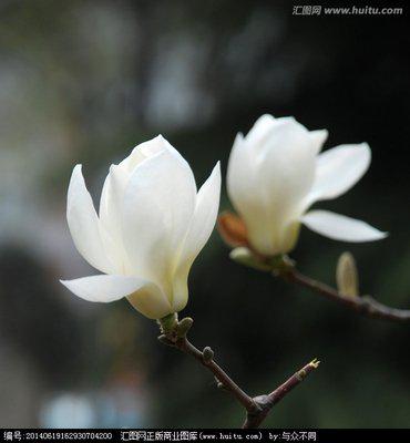 倒出两杯清酒做烤面包