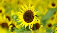 我喜欢你笑的样子说说