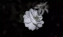 有关亲情的古诗文句子