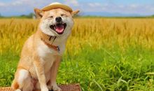 笑的好开心的句子