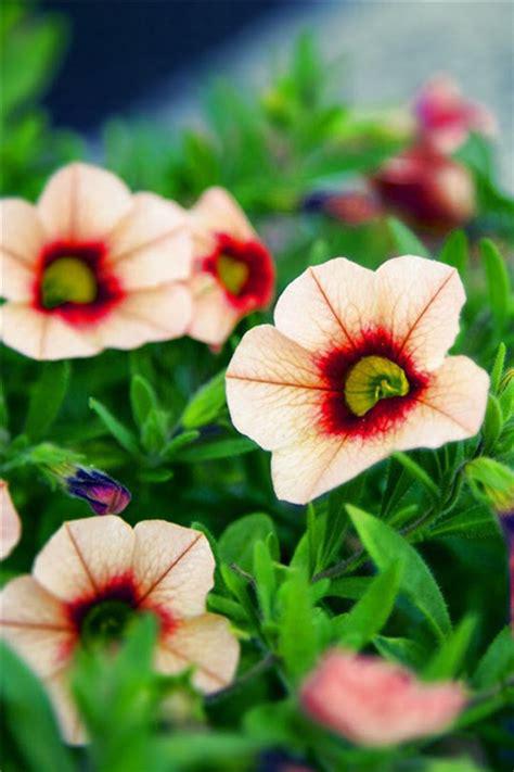 请欣赏由编辑编撰的关于未来的句子