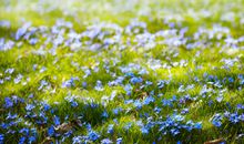 春季天气变化问候短信