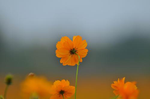 人们的微笑之间也可以表达隐喻性句子