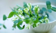 问世间何为亲情的句子