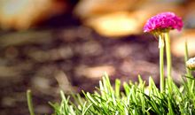 爱心传递感言一句话 传递爱心的精美佳句