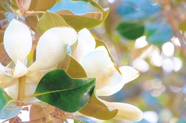    关于玉兰花的漂亮句子  1