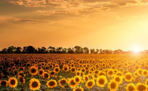 我们来看看小编整理的描述夏日快乐的句子