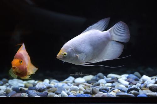 养鱼可以使人平静下来