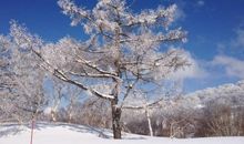 描写冬天下雪的好句