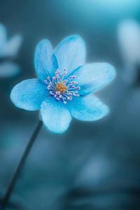 为亲人选一个句子