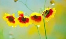 发给客户简短问候短信