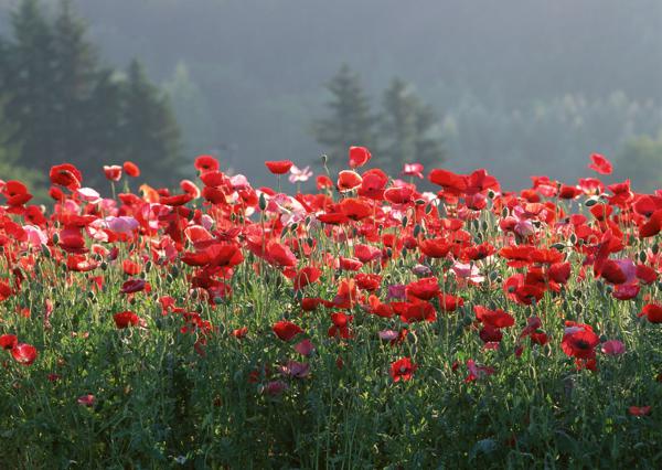 我宁愿让你先死