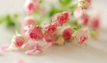 感恩朋友缘分的句子