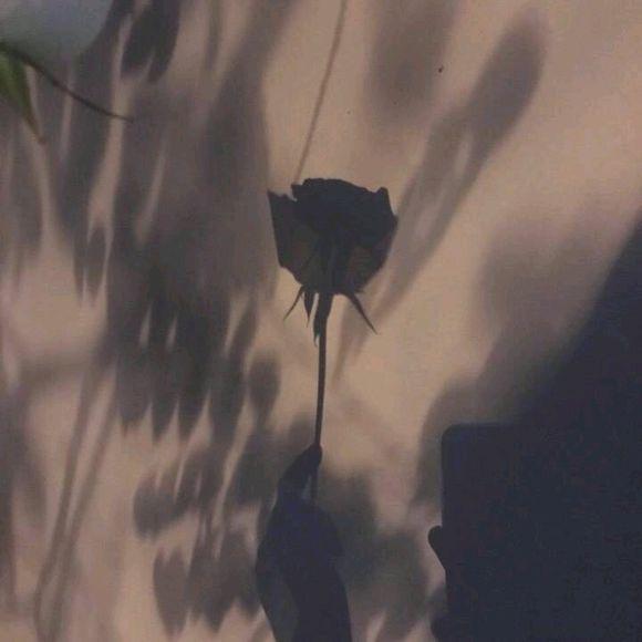 月亮爱上了海洋