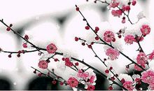 描写梅花的优美段落