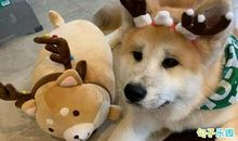 圣诞节搞笑语录 圣诞节搞笑短语签名