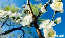 古风诗句个性签名 个性签名诗意唯美古韵