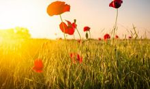 怀念逝去的爱情的句子