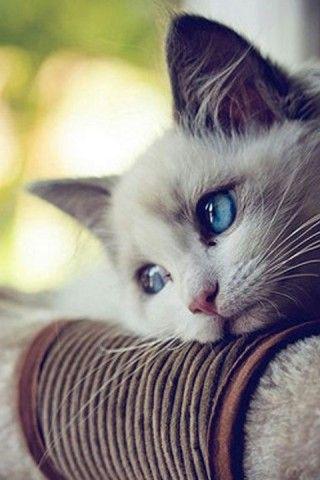 尽管有种种困难和无法放手