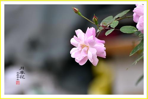 让我们看一些对描述家庭关系非常重要的漂亮句子