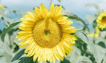 点点滴滴都开心就好的句子