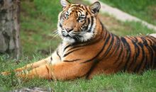 关于老虎的座右铭