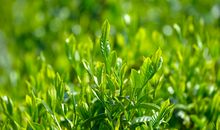 卖茶叶广告语大全