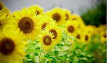 微博超火的励志的英文句子