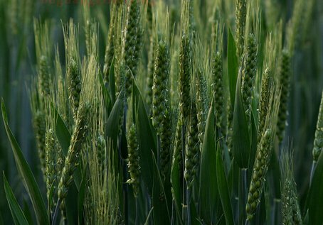 小麦幼苗的比喻