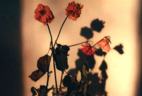 句子是伤心到了极点,我想哭短句