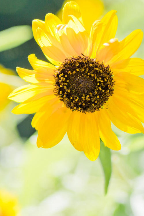 无辜的女孩开心的一句话