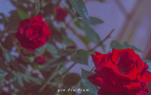 520 2021简短的告白爱情句子，适合5月20日发送的甜言蜜语