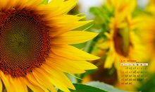 开心的在幼儿园句子 在幼儿园开心快乐的时光句子