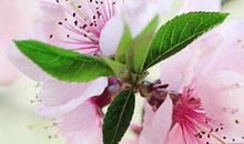 亲情无价的句子简短