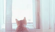 形容去看小动物开心的句子 表达见到小动物心情开心