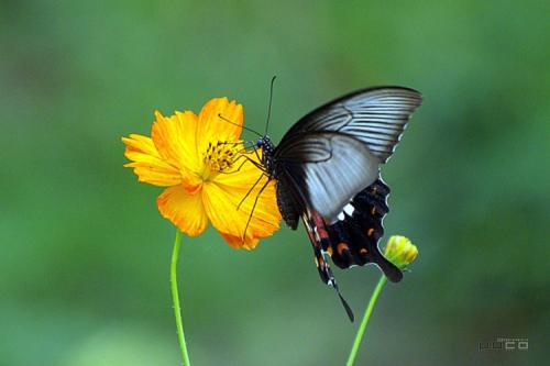 无价的家庭感情句子短1