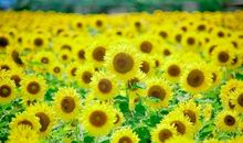 说亲情的句子简短