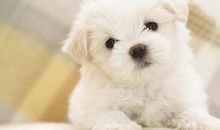 形容狗狗很开心的句子 形容小狗玩的开心的句子