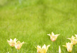 家庭之爱经典英语句子短2